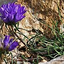 Edraianthus (dzwonczyn)