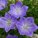 Campanula carpatica Perla Blue