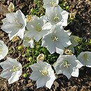 Campanula carpatica Pearl White