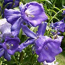 Campanula medium (dzwonek ogrodowy)