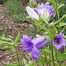 Campanula trachelium Bernice