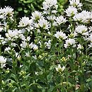Campanula glomerata Alba
