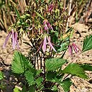 Campanula Pink Octopus