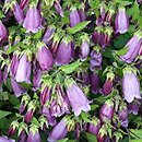 Campanula takesimana (dzwonek koreański)