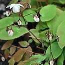 Epimedium ×youngianum Niveum