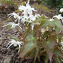 Epimedium grandiflorum Higoense