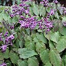 Epimedium grandiflorum Lilafee