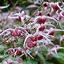 Epimedium Pink Champagne