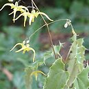 Epimedium Sphinx Twinkler