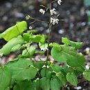 Epimedium pubigerum (epimedium jedwabiste)