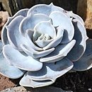 Echeveria lilacina