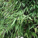 Fargesia nitida Great Wall