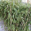 Fargesia murielae Grüne Hecke