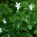 Viola cornuta (fiołek rogaty)