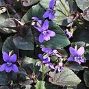 Viola cv. Bowles Black (fiołek 'Bowles Black')