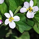 Viola canadensis (fiołek kanadyjski)
