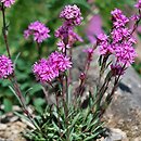 Lychnis alpina (firletka alpejska)