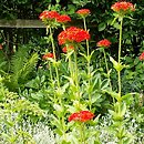 Lychnis chalcedonica (firletka chalcedońska)