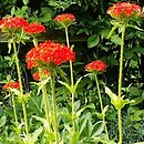 Lychnis (firletka)