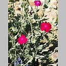Lychnis coronaria (firletka kwiecista)