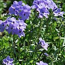 Phlox divaricata Clouds of Perfume