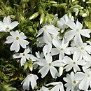 Phlox subulata White Delight