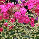 Phlox paniculata Elisabeth