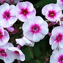Phlox paniculata Graf Zeppelin