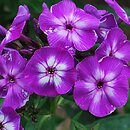 Phlox paniculata Laura