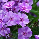 Phlox paniculata Prospero