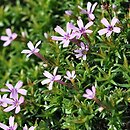 Phlox covillei