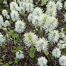Fothergilla ×intermedia Red Licorice
