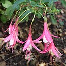 Fuchsia Lady Thumb