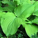 Hosta Fortunei Aurea
