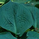 Hosta Elegans