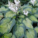 Hosta sieboldiana George Smith