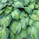Hosta George Smith