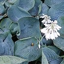 Hosta Abiqua Drinking Gourd