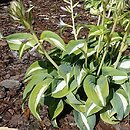 Hosta BEAuty from Poland