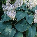 Hosta Blue Rock