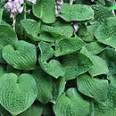 Hosta Blue Skies
