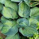 Hosta Cadillac