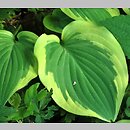 Hosta Citation