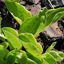 Hosta Gaiety