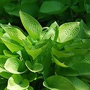 Hosta Golden Prayers