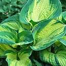 Hosta Great Expectations