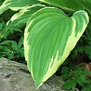 Hosta Green Gold