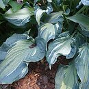 Hosta Guardian Angel