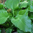 Hosta Invincible