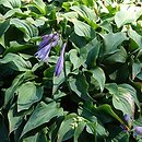 Hosta Kirishima